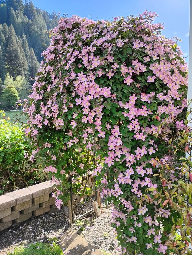 Top-rated residential landscaping near you in Florence, OR by Sullivans Property Service