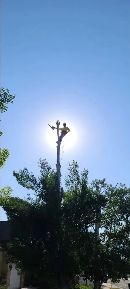 Custom landscape installation in Saint George, UT by Sultan's Tree Surgeon Expert