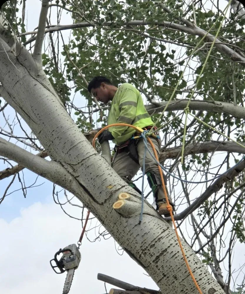 Reliable yard maintenance experts serving Saint George, UT - Sultan's Tree Surgeon Expert
