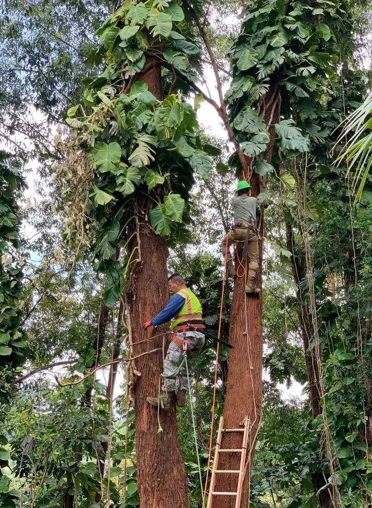 Top-rated yard maintenance in Saint George, UT by Sultan's Tree Surgeon Expert