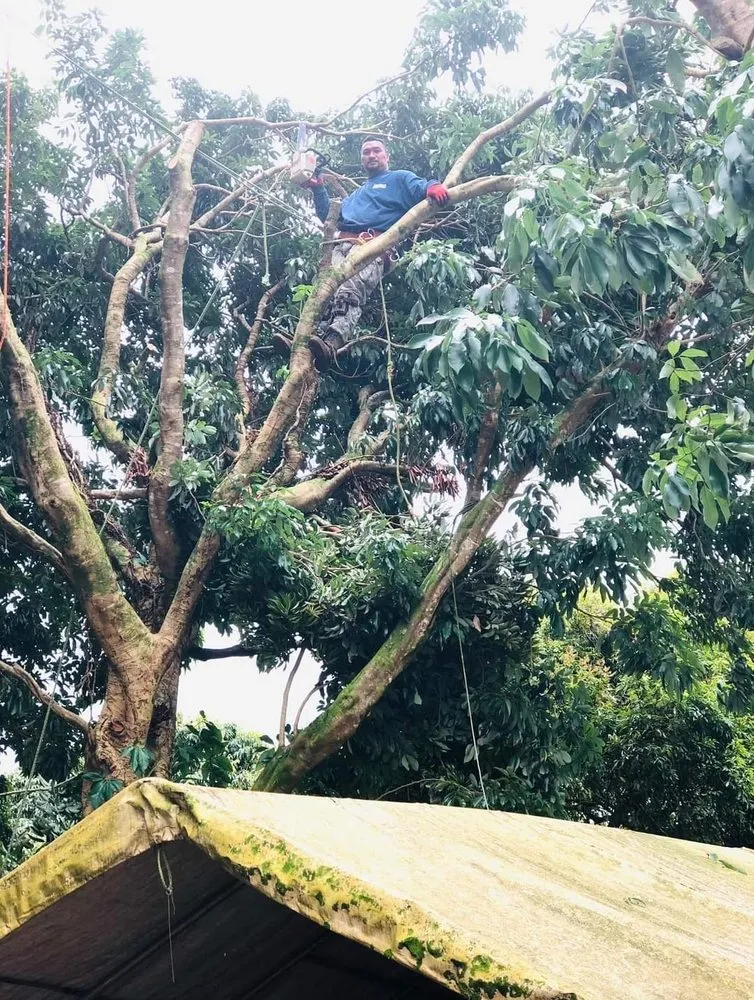 Reliable yard cleanup service near you in Saint George, UT by Sultan's Tree Surgeon Expert