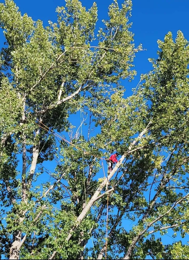 Professional residential landscaping in Saint George, UT by Sultan's Tree Surgeon Expert