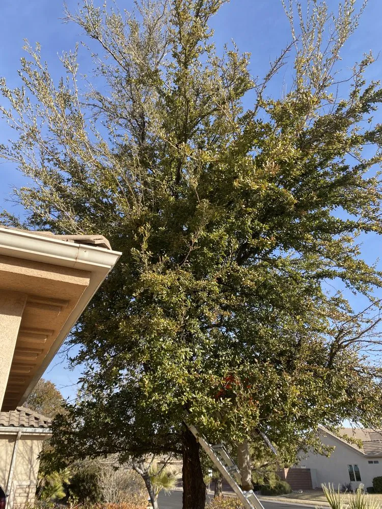 Local landscape installation with custom design across Saint George, UT - Sultan's Tree Surgeon Expert