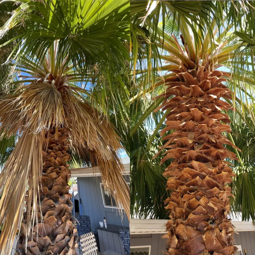 Custom residential landscaping in Phoenix, AZ by Summer Breeze Landscape and Demo