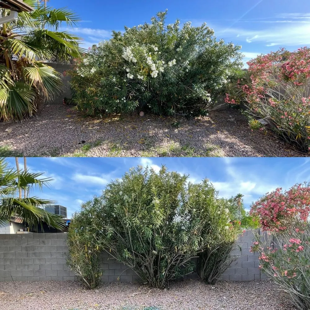 Top-rated landscape installation experts serving Phoenix, AZ - Summer Breeze Landscape and Demo