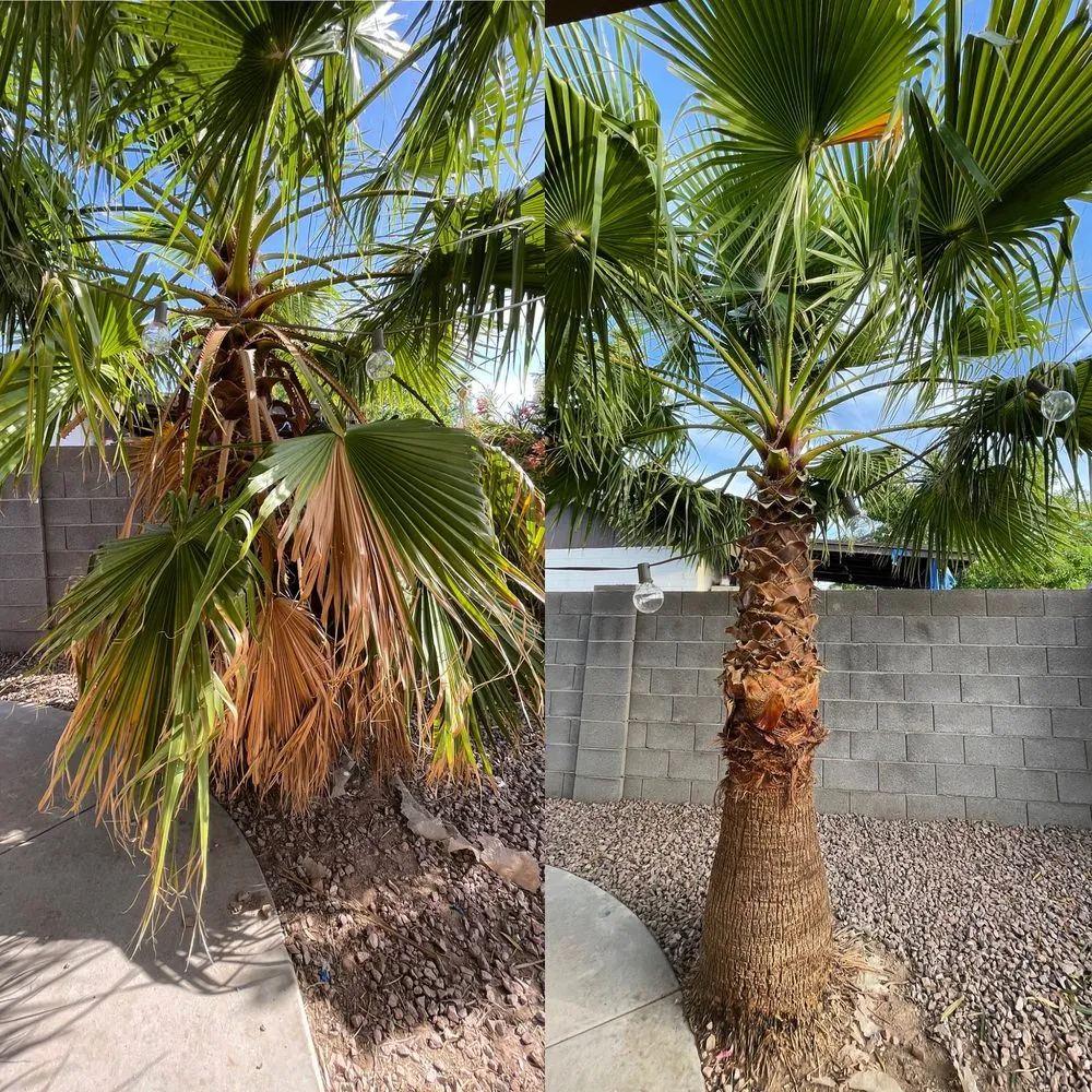 Expert landscape design with custom design in Phoenix, AZ by Summer Breeze Landscape and Demo