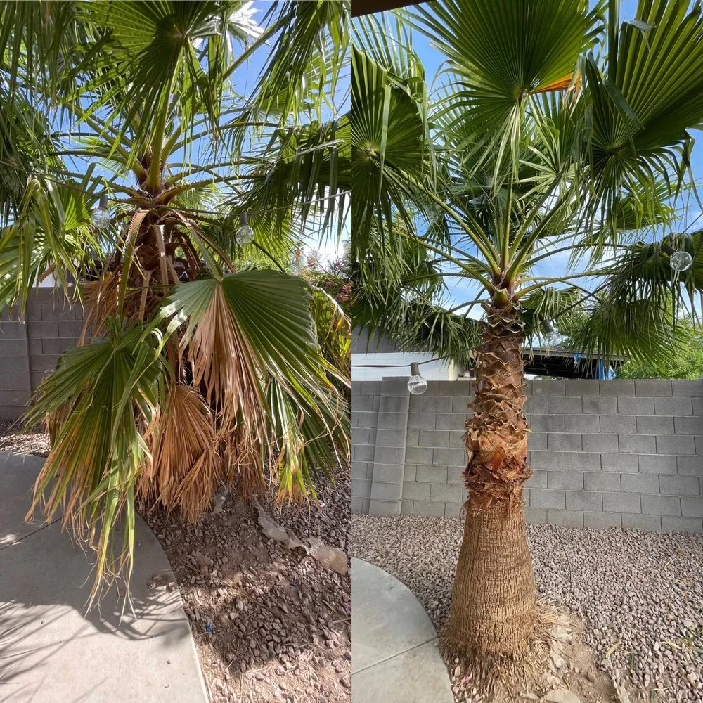 Professional landscaping services for beautiful yards in Phoenix, AZ by Summer Breeze Landscape and Demo