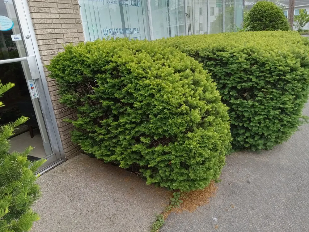 Reliable lawn care service for beautiful yards in Worster, MA by Summer Falls Landscape