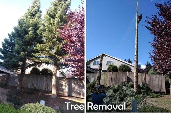 Local yard maintenance experts serving Shelton, WA - Summer Landscaping & Tree Service