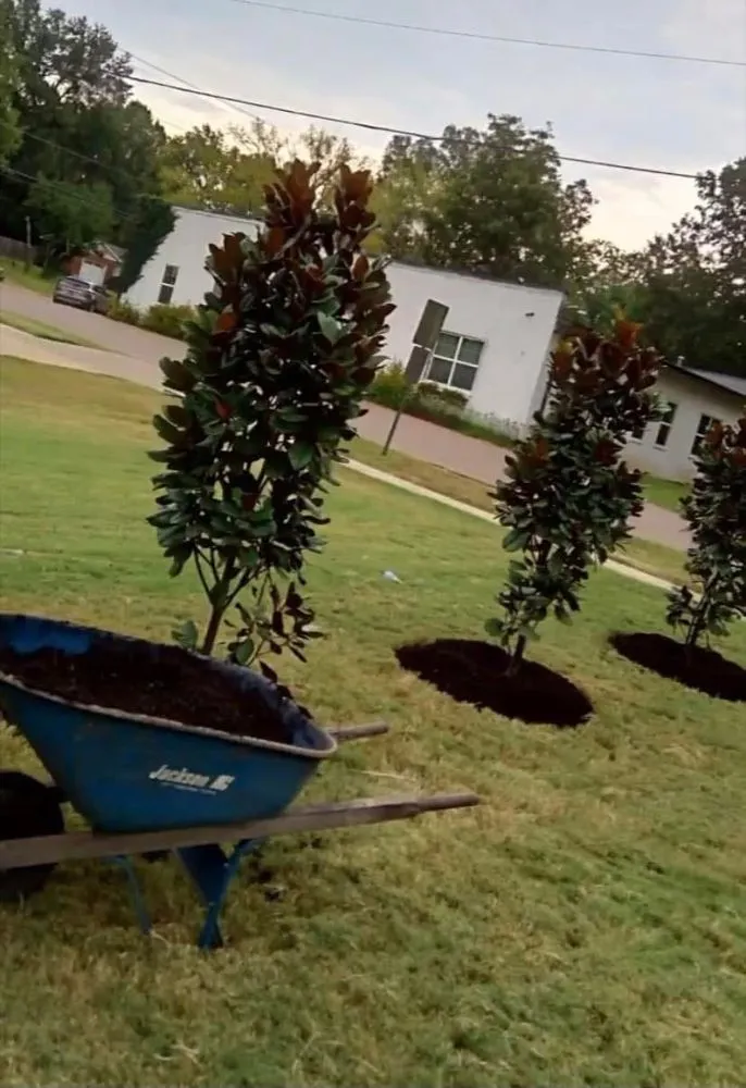 Expert yard cleanup service for residential properties across Memphis, TN - Summer Landscaping