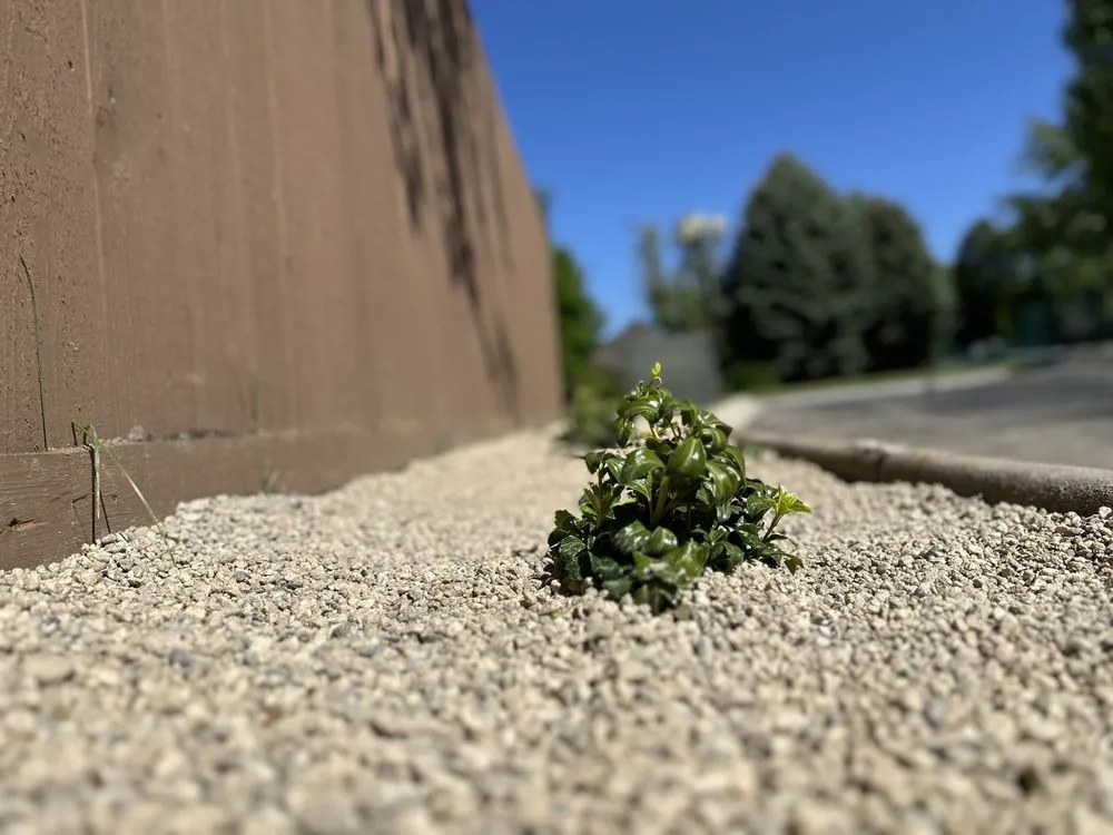 Expert lawn mowing service experts serving Boise, ID - Summer Lawns