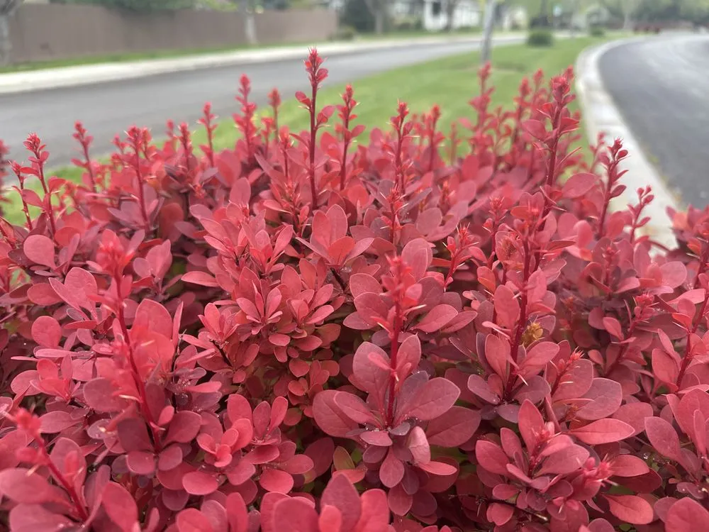 Reliable yard cleanup service in Boise, ID by Summer Lawns