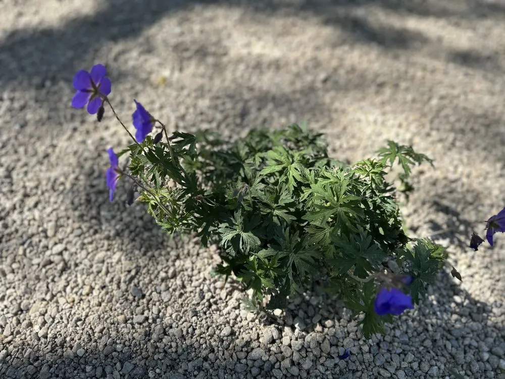 Affordable outdoor landscaping for homes in Boise, ID by Summer Lawns