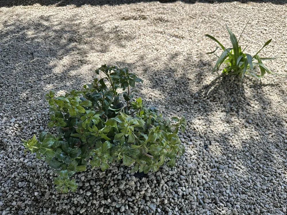 Professional yard maintenance for outdoor upgrades in Boise, ID by Summer Lawns