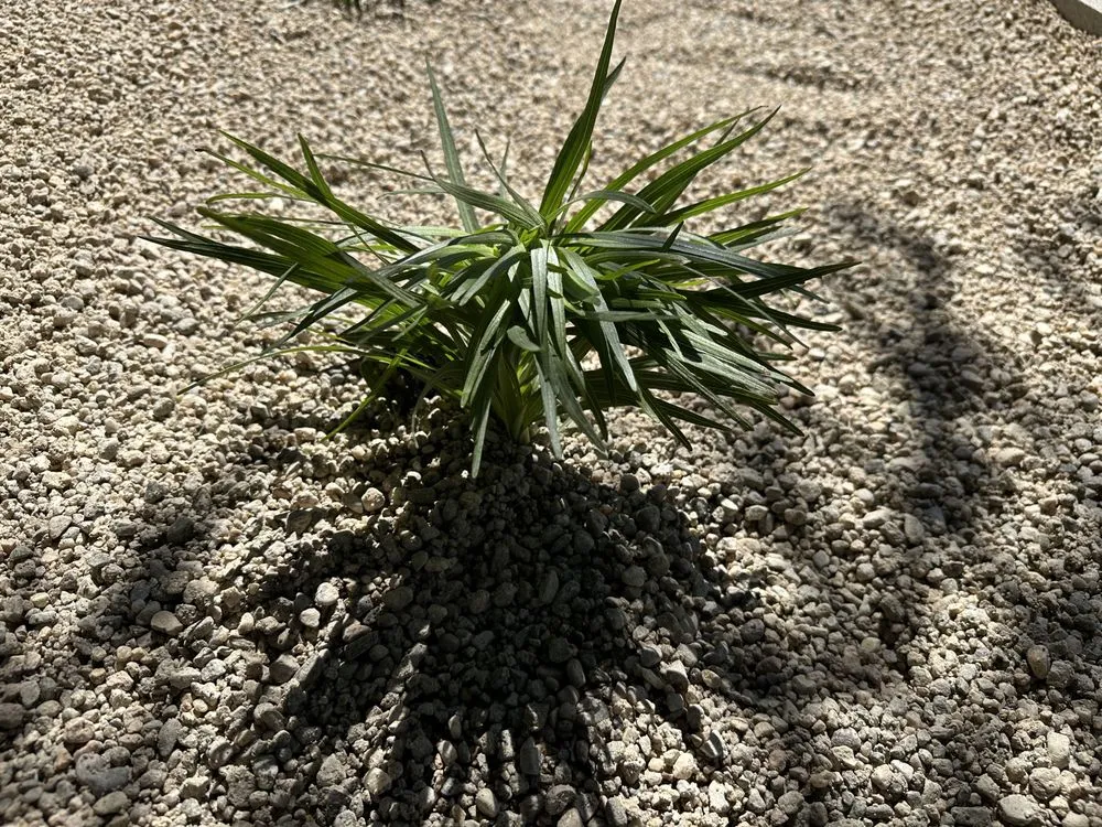 Local outdoor landscaping with custom design in Boise, ID by Summer Lawns