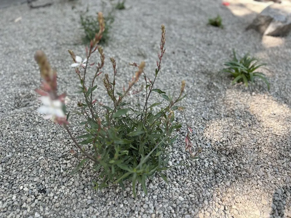 Top-rated lawn mowing service in Boise, ID - Summer Lawns