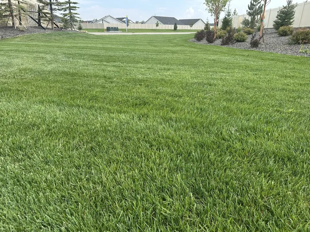 Local yard cleanup service experts serving Boise, ID - Summer Lawns
