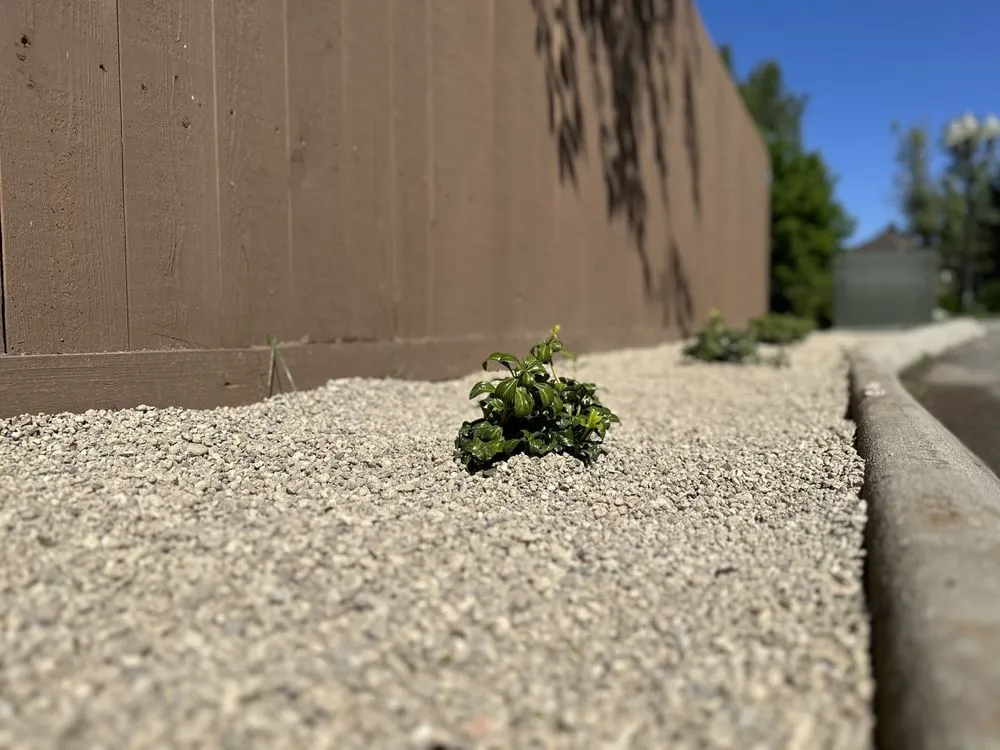 Affordable landscaping services in Boise, ID by Summer Lawns