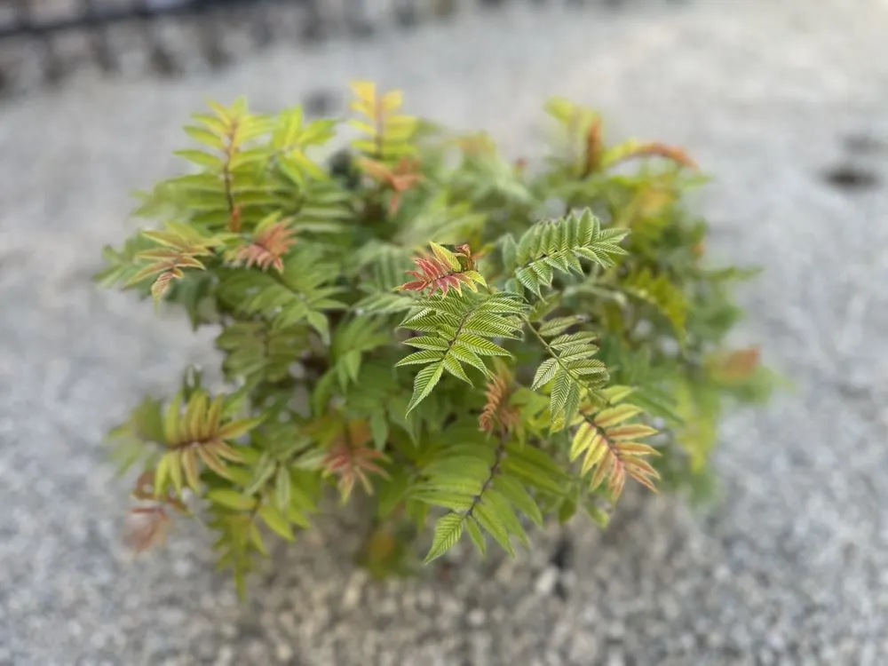 Expert garden landscaping for residential properties across Boise, ID - Summer Lawns