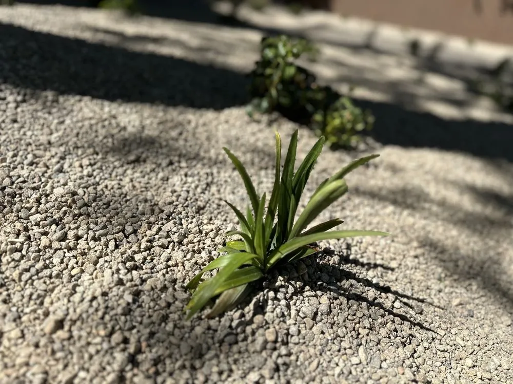 Professional lawn mowing service for homes in Boise, ID by Summer Lawns