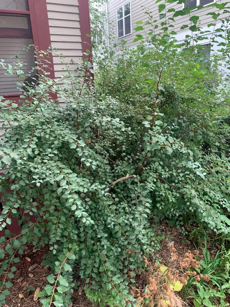 Expert outdoor landscaping in Shakopee, MN - Summer Snow
