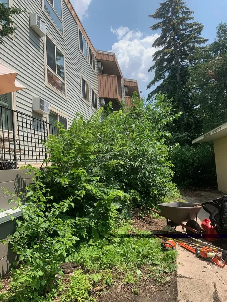 Affordable lawn mowing service in Shakopee, MN - Summer Snow