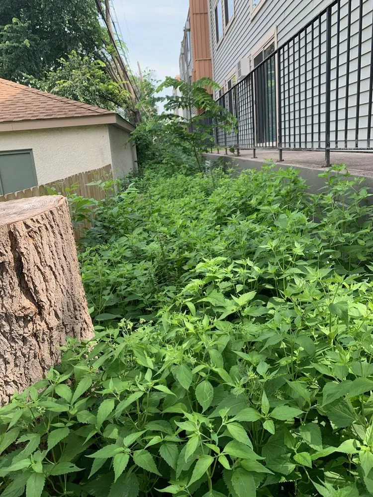 Local landscaping services in Shakopee, MN by Summer Snow