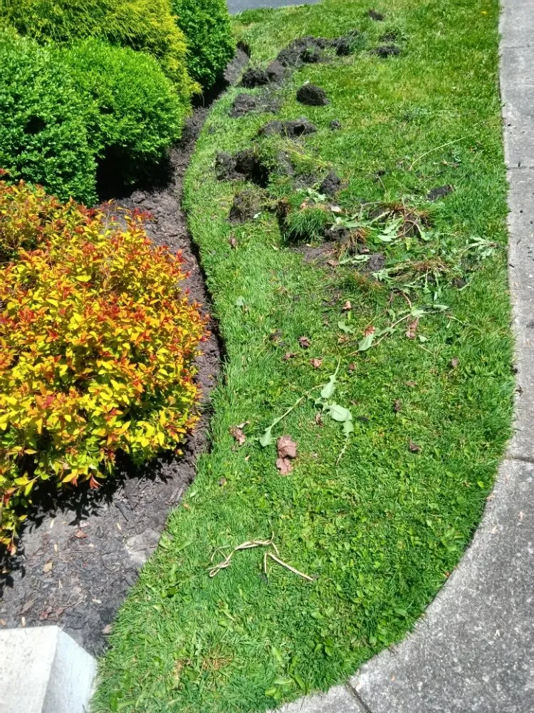 Affordable yard cleanup service in Williamsville, NY by Summer Wind Landscaping Professionals