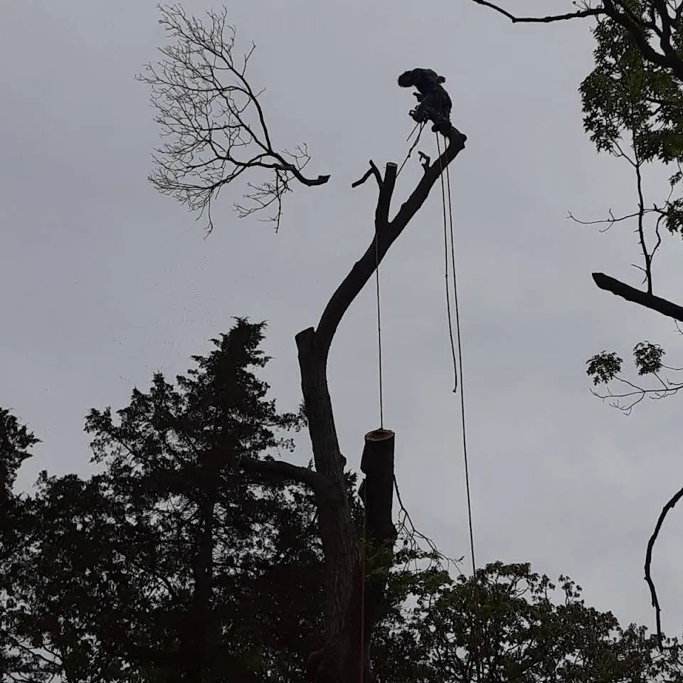 Affordable garden landscaping in Eureka, MO by Summers Landscaping & Tree Service