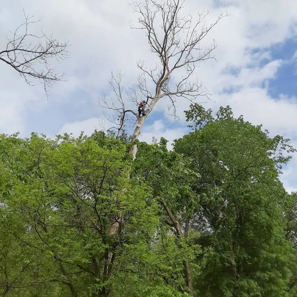 Local lawn mowing service experts serving Eureka, MO - Summers Landscaping & Tree Service