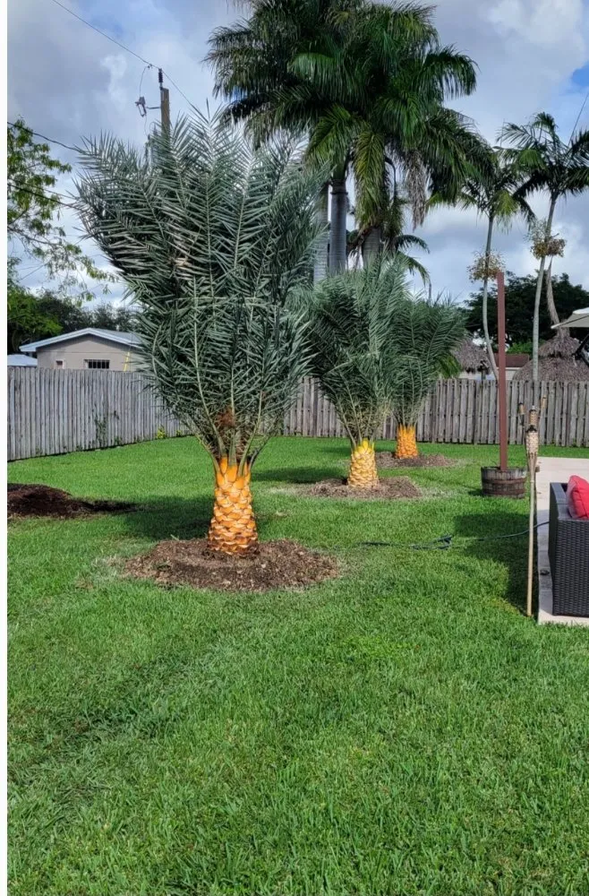 Affordable yard maintenance in Cutler Bay, FL - Summers Landscaping