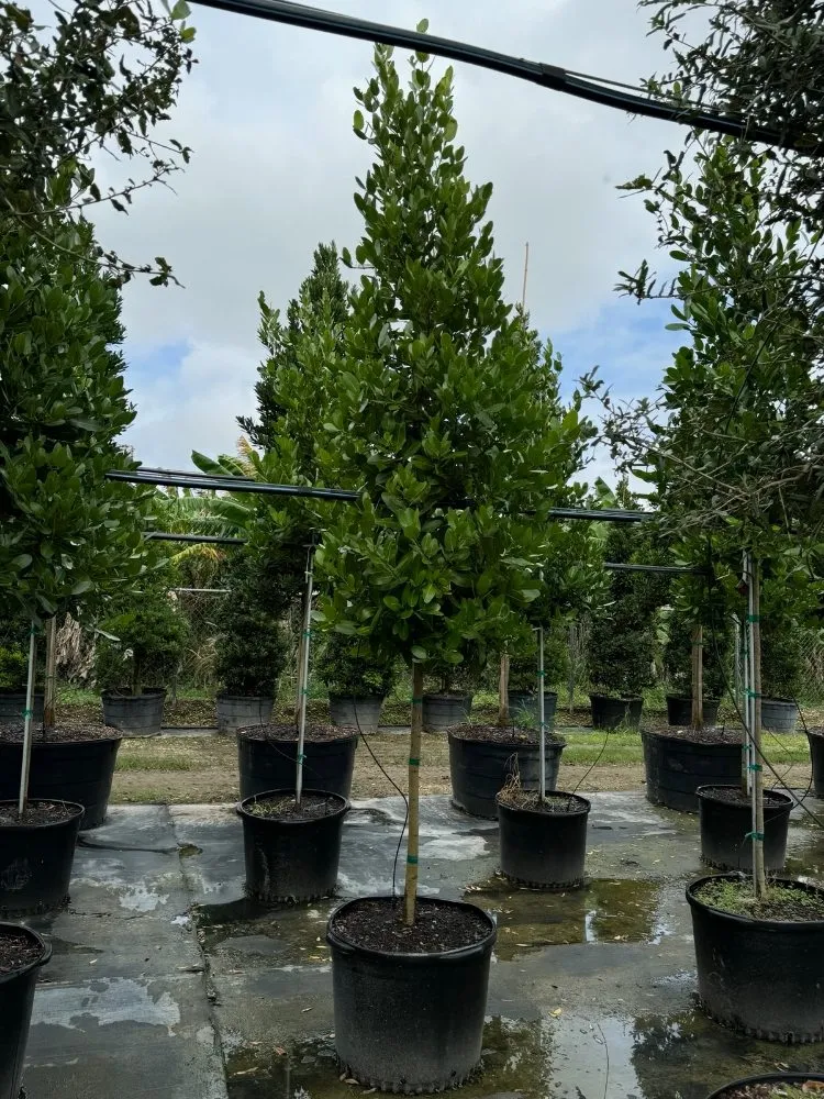 Top-rated yard cleanup service in Cutler Bay, FL by Summers Landscaping