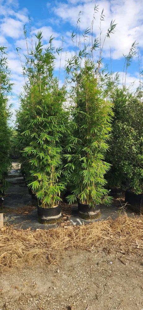 Expert lawn care service experts serving Cutler Bay, FL - Summers Landscaping