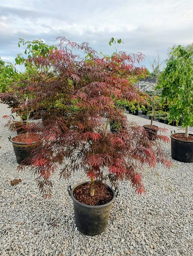 Expert lawn care service in Shelbyville, KY by Summers Nursery & Landscape