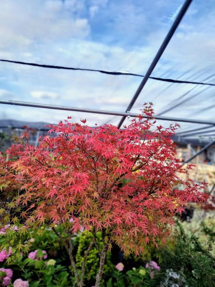 Reliable yard maintenance for year-round maintenance across Shelbyville, KY - Summers Nursery & Landscape