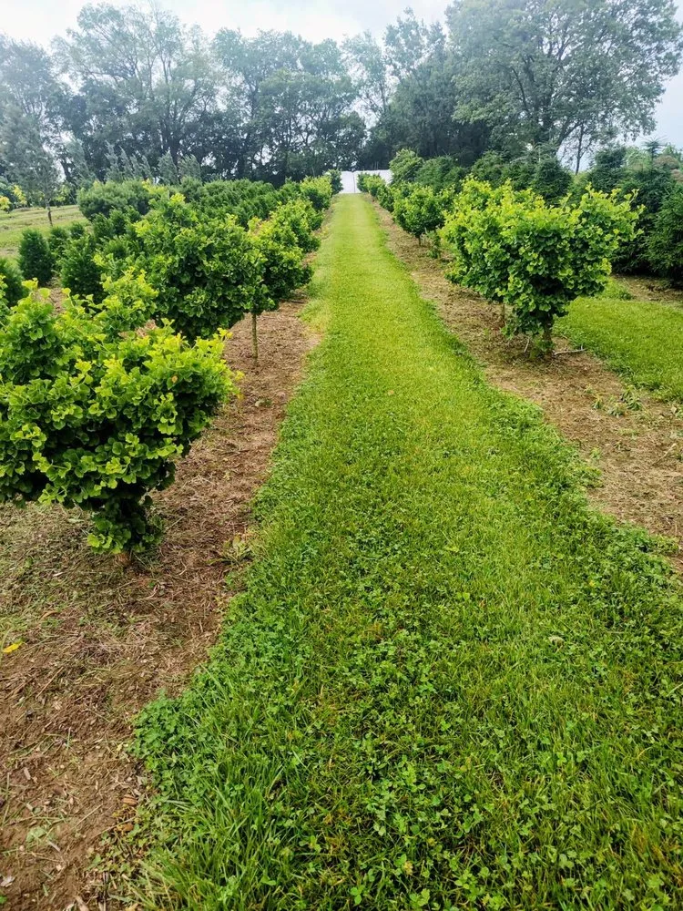 Affordable lawn care service with custom design in Shelbyville, KY by Summers Nursery & Landscape