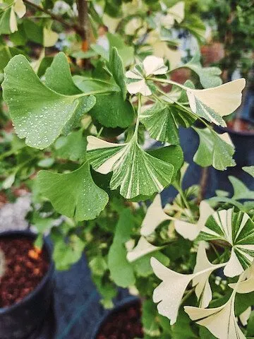 Affordable yard maintenance for outdoor upgrades in Shelbyville, KY by Summers Nursery & Landscape