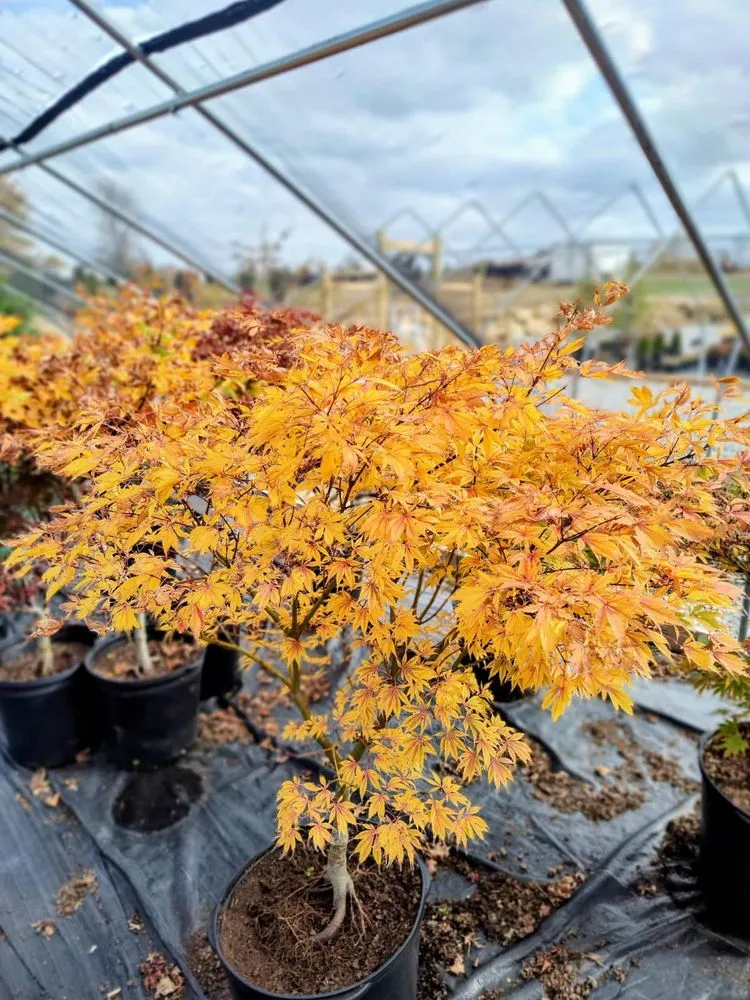 Top-rated landscape installation for beautiful yards across Shelbyville, KY - Summers Nursery & Landscape