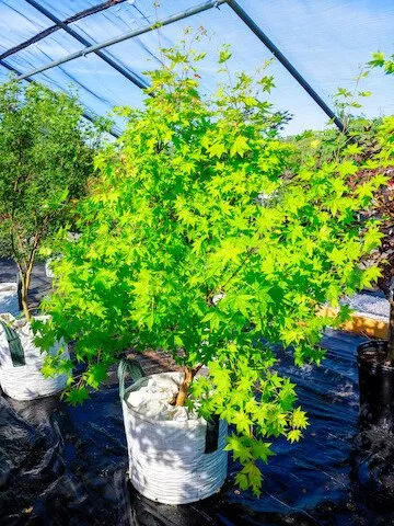 Reliable landscaping services for year-round maintenance in Shelbyville, KY by Summers Nursery & Landscape