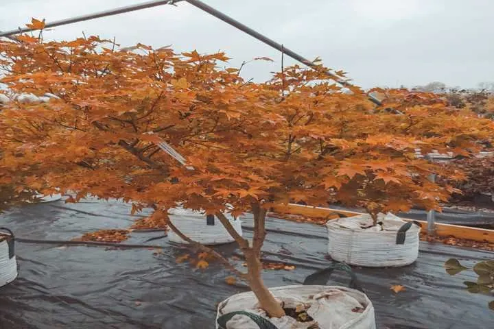 Local outdoor landscaping for outdoor upgrades across Shelbyville, KY - Summers Nursery & Landscape