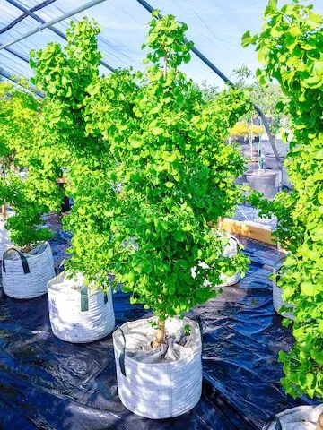 Trusted outdoor landscaping for homes across Shelbyville, KY - Summers Nursery & Landscape