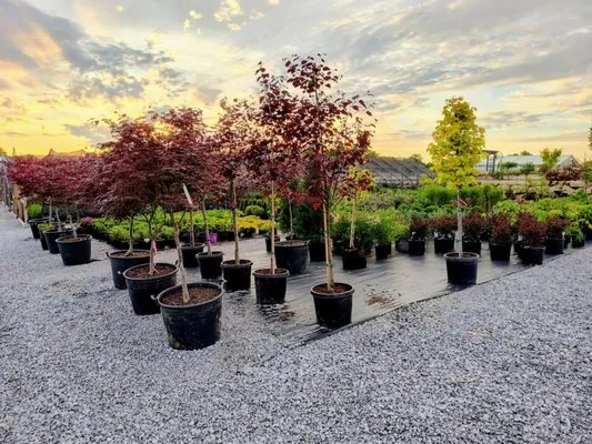 Summers Nursery & Landscape