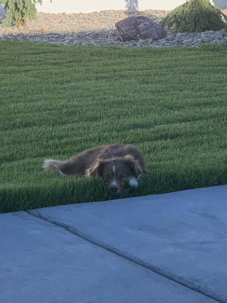 Reliable lawn care service experts serving Idaho Falls, ID - Summit Landscape