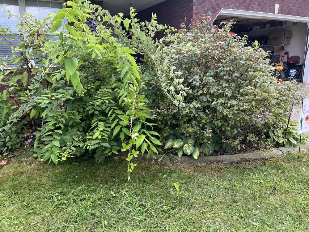 Top-rated lawn care service in Shepherdsville, KY - Summitt lawncare