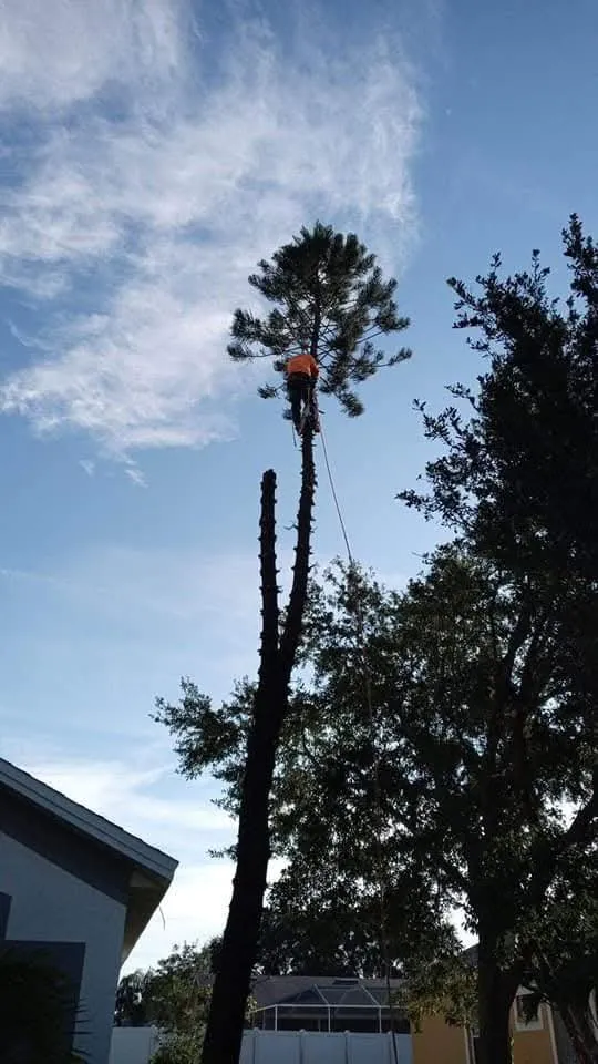 Expert yard maintenance in Lakeland, FL - SUN & RAIN