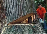 Professional outdoor landscaping experts serving Medina, OH - Sun and Seed Tree