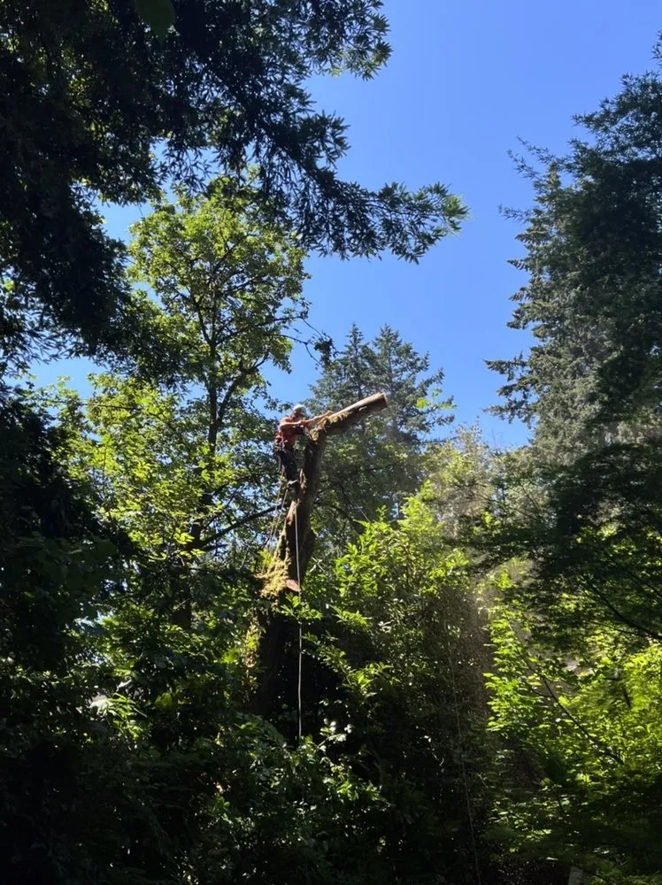 Custom yard maintenance in Portland, OR - Sun Bear Tree Care