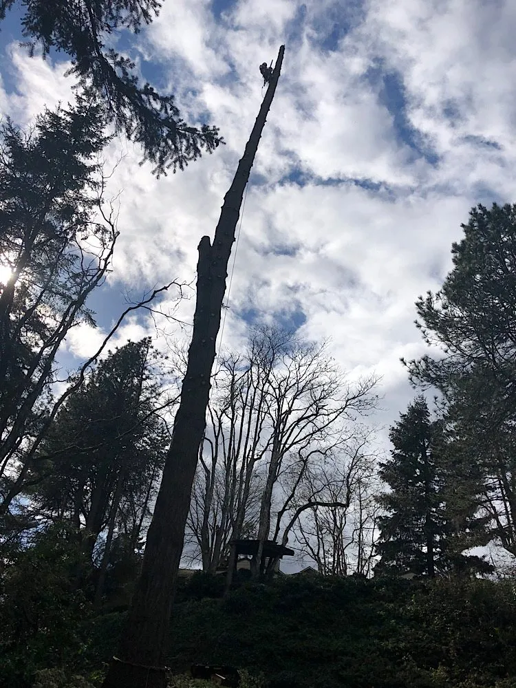 Professional landscaping services with custom design in Portland, OR by Sun Bear Tree Care