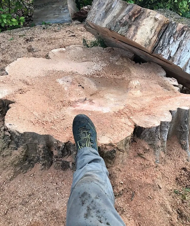 Reliable landscaping services in Portland, OR - Sun Bear Tree Care