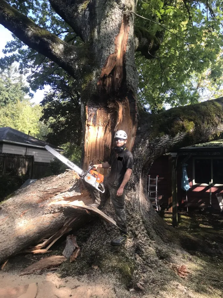 Reliable yard maintenance in Portland, OR - Sun Bear Tree Care